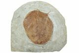 Fossil Leaf (Zizyphoides) - Montana #223818-1